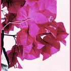 bougainvillier