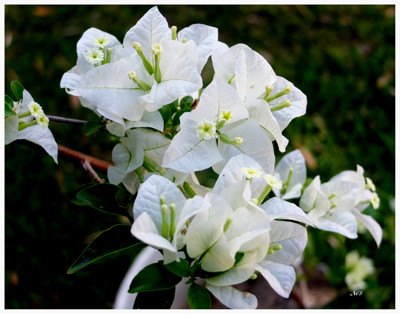 Bougainvillier blanc