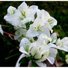 Bougainvillier blanc