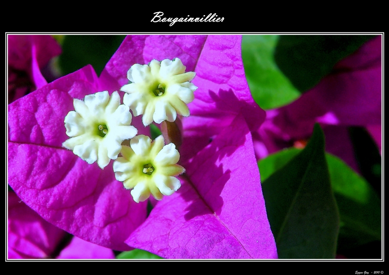 Bougainvillier