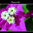 Bougainvillier