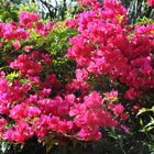 Bougainvillier fuchia