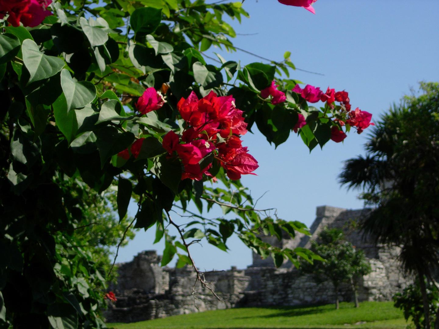 Bougainvillier sur le site de Tulum