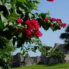 Bougainvillier sur le site de Tulum