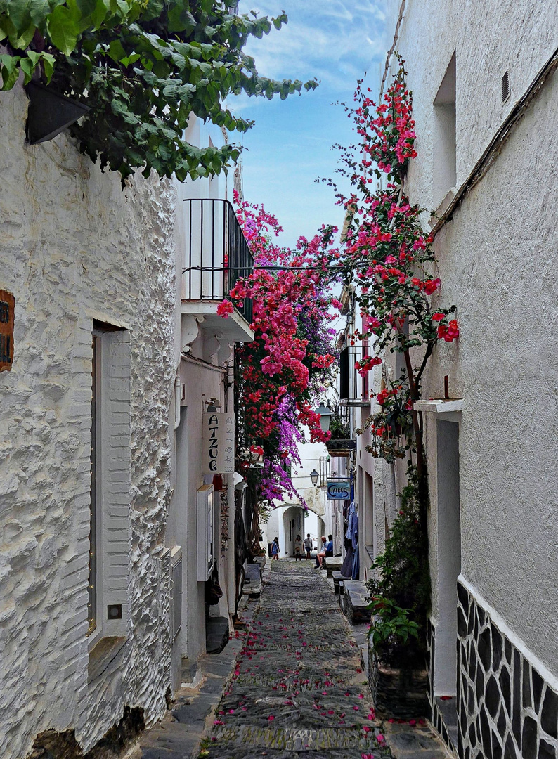 Bougainvilliers à foison