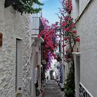 Bougainvilliers à foison