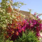 Bougainvilliers à l’Hôtel Palm Beach Tozeur