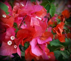 Bougainvilliers