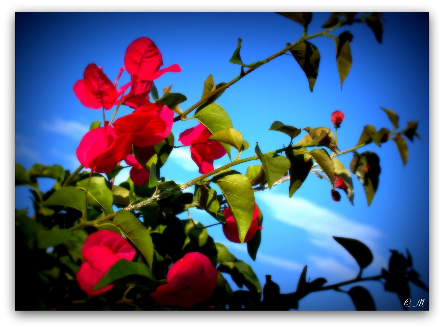 Bougainvilliers