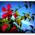 Bougainvilliers