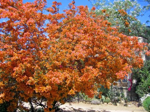 Bouganvilla