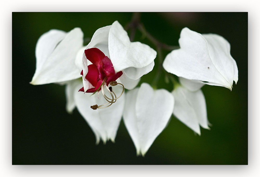 Bouganvilla – letzte Blüte