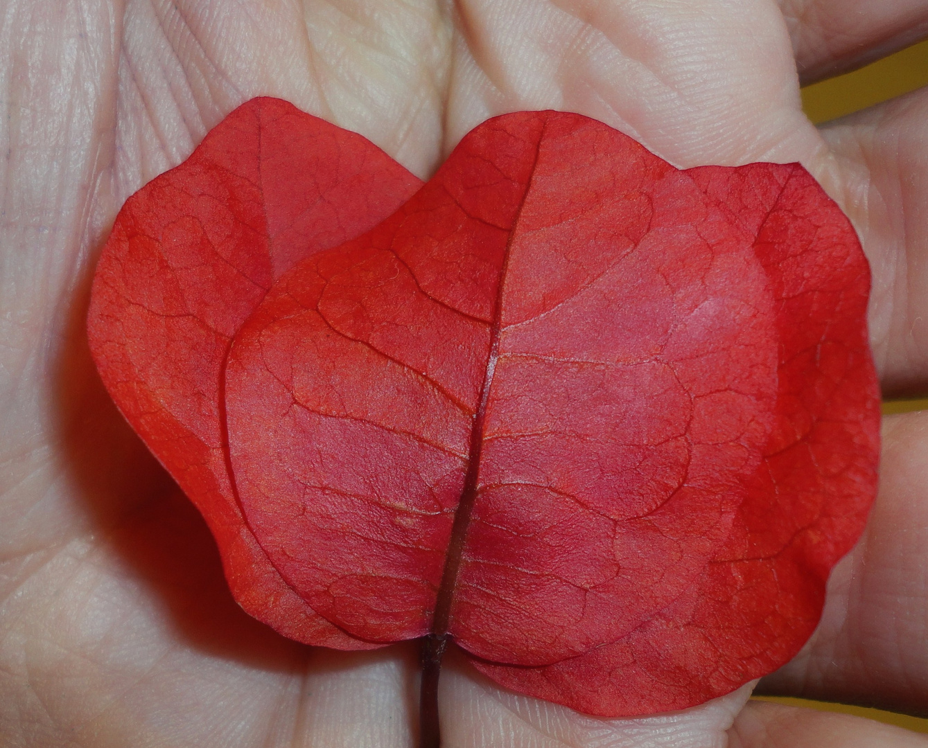 Bouganvilla Roja.