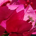 bouganvillea