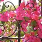 Bouganvillea (Bracteas)