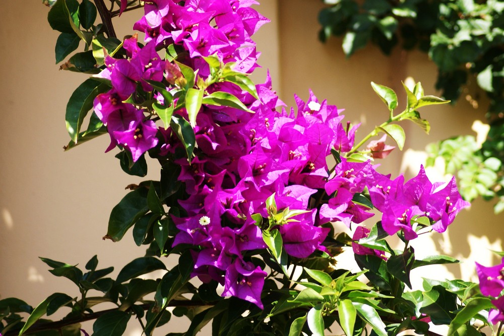 Bouganvillea