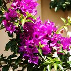 Bouganvillea