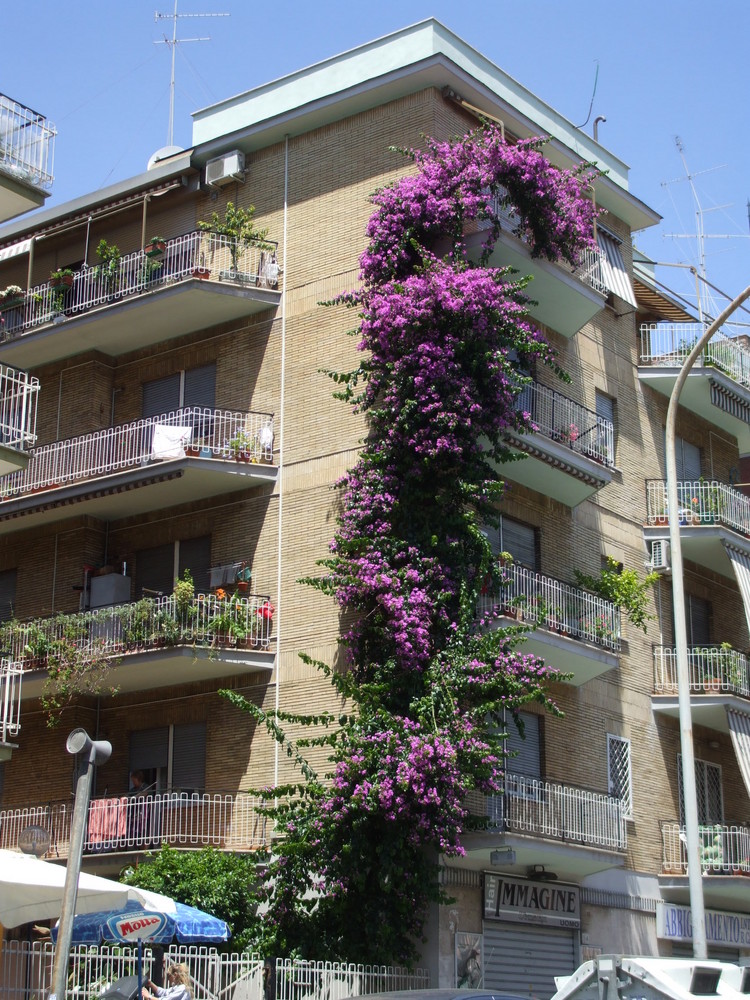 bouganvillea gigante