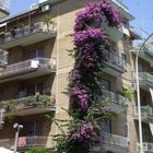 bouganvillea gigante