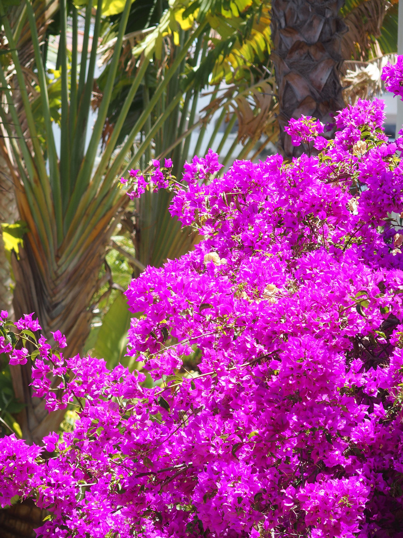 Bouganvillea mit Bananenstaude