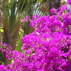 Bouganvillea mit Bananenstaude