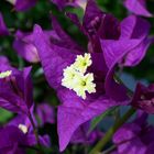 Bouganvillia