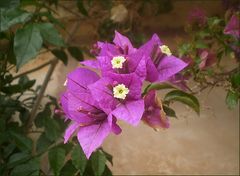 Bougenvillia