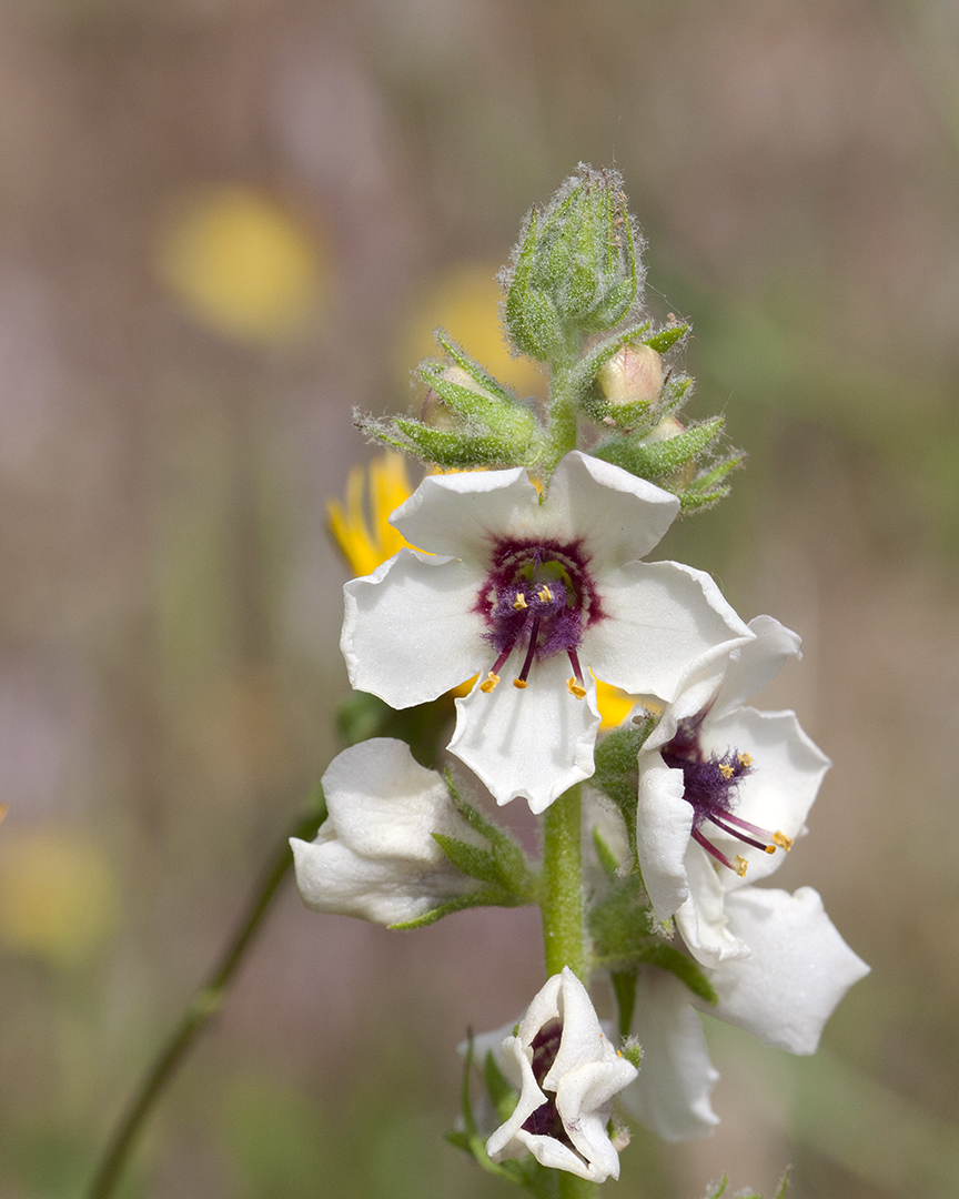 Bouillon blanc-Verbascum boerhavii