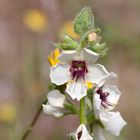 Bouillon blanc-Verbascum boerhavii