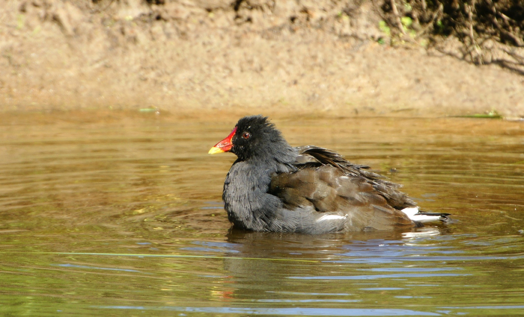 Bouillon de poule !