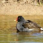 Bouillon de poule !