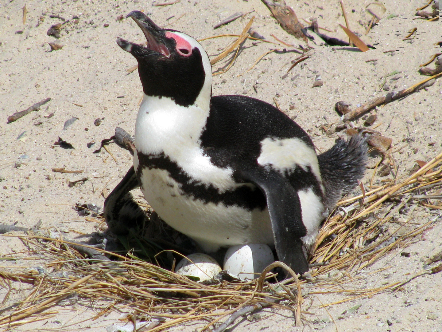 Boulders Beach