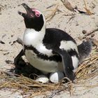 Boulders Beach