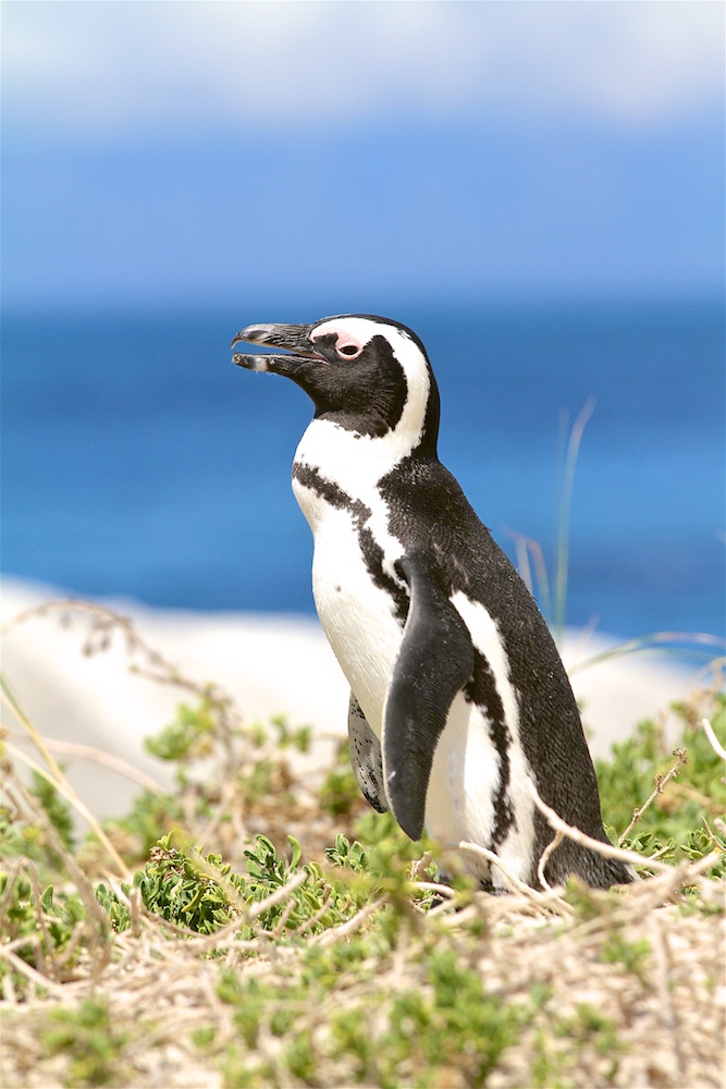 Boulders Beach