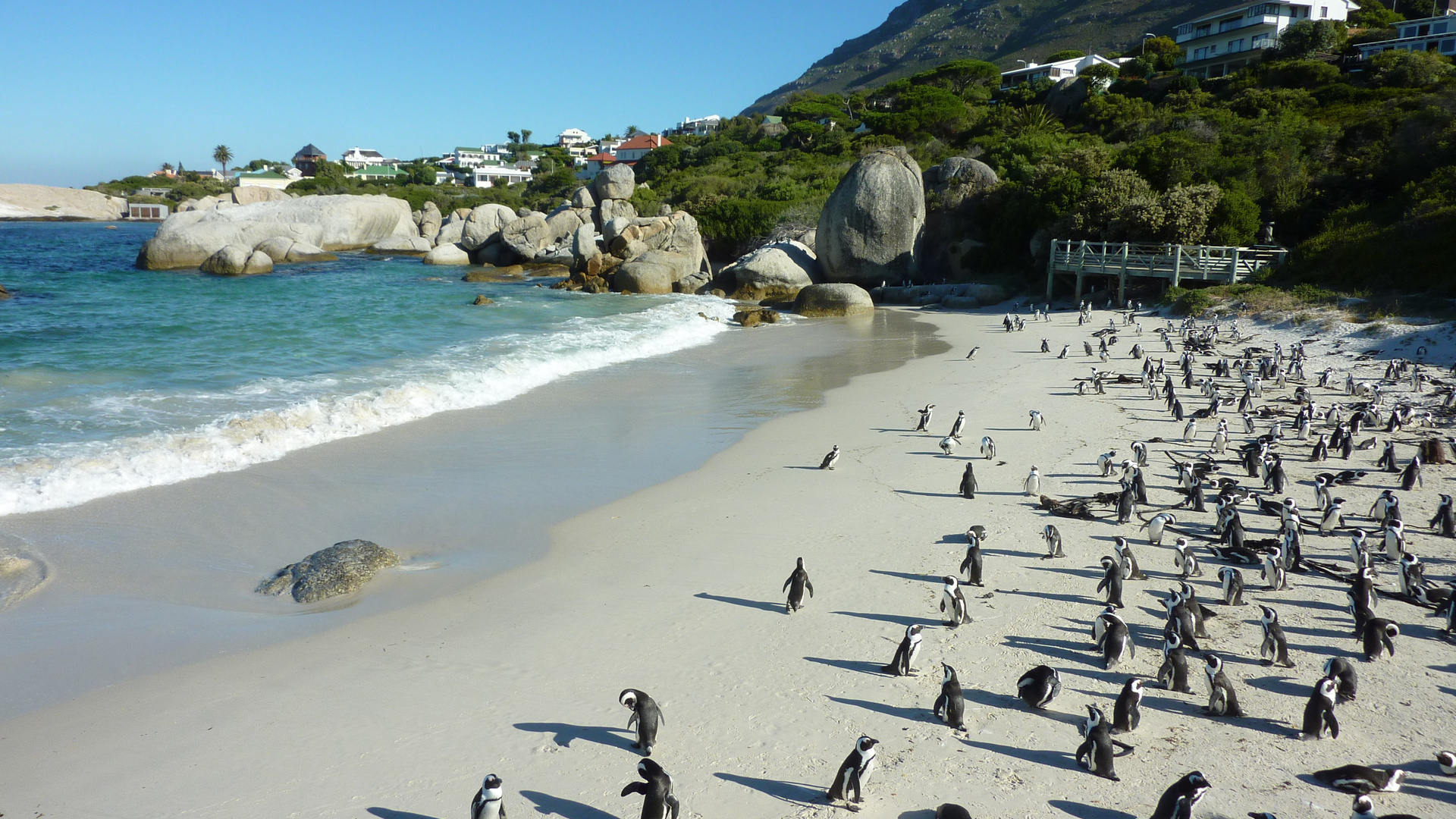 Boulders Beach am Kap