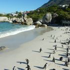 Boulders Beach am Kap