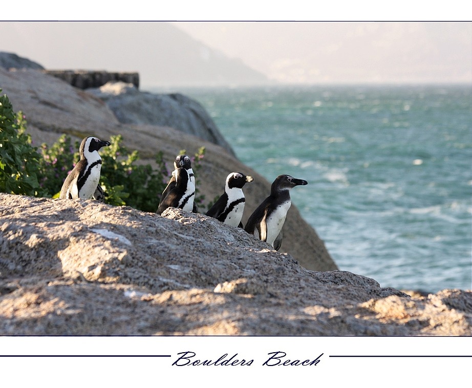 Boulders Beach