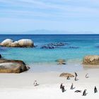 Boulders Beach bei Kapstadt