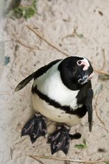 Boulders Beach - kleiner Freund