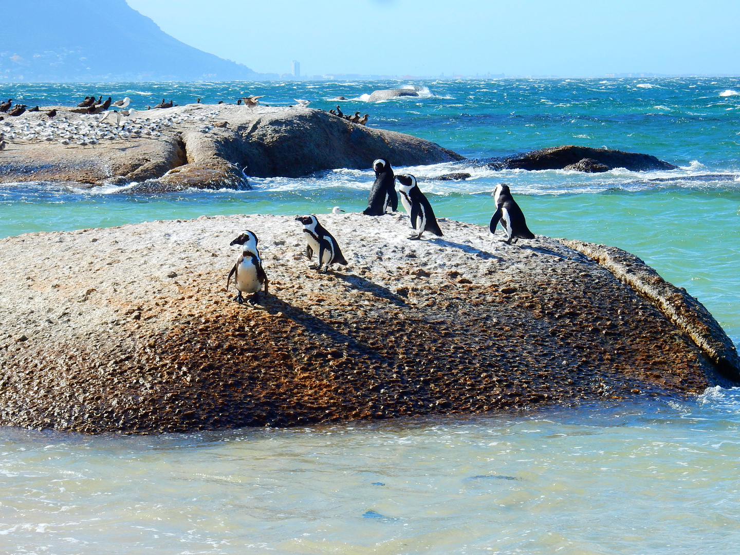 Boulders Beach, Simon's Town