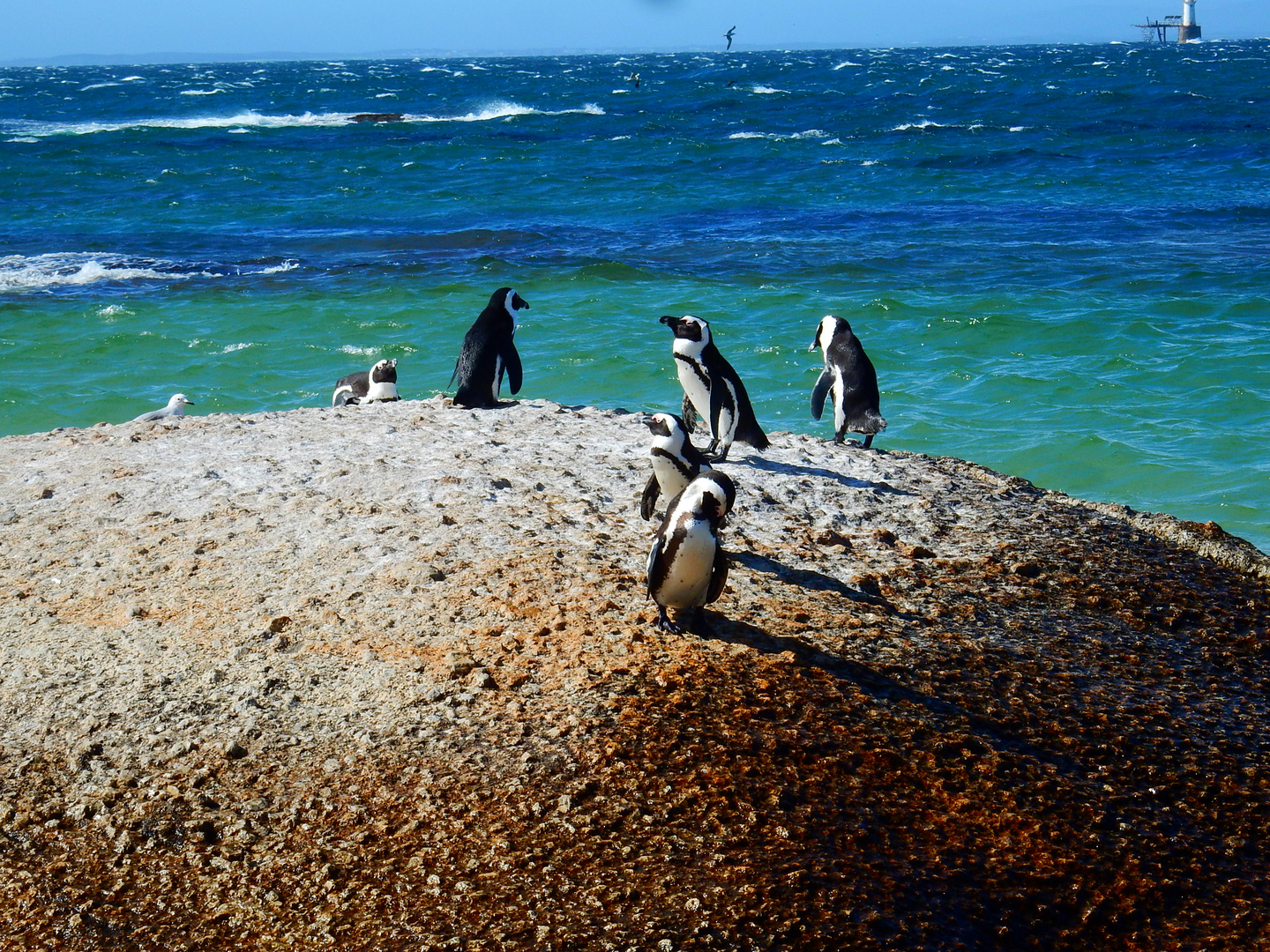 Boulders Beach, Simon's Town