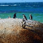 Boulders Beach, Simon's Town