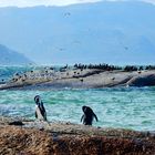 Boulders Beach, Simon's Town