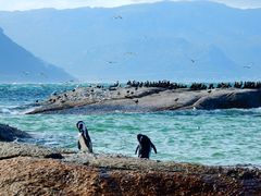 Boulders Beach, Simon's Town