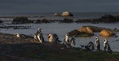 Boulders-Beach... Sunset