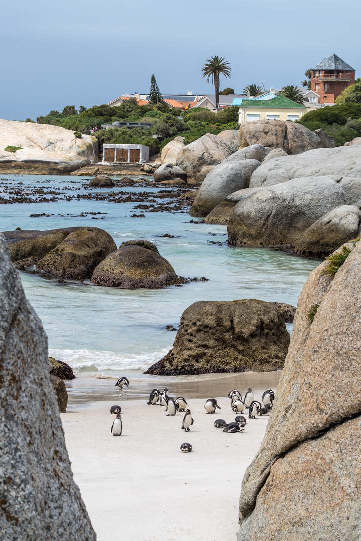 Boulders Beach und die Brillenpinguine