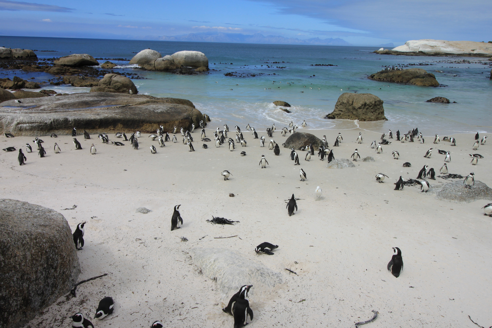 Boulders - Pinguin Kolonie in Simons Town nahe Kapstadt