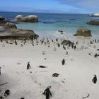 Boulders - Pinguin Kolonie in Simons Town nahe Kapstadt