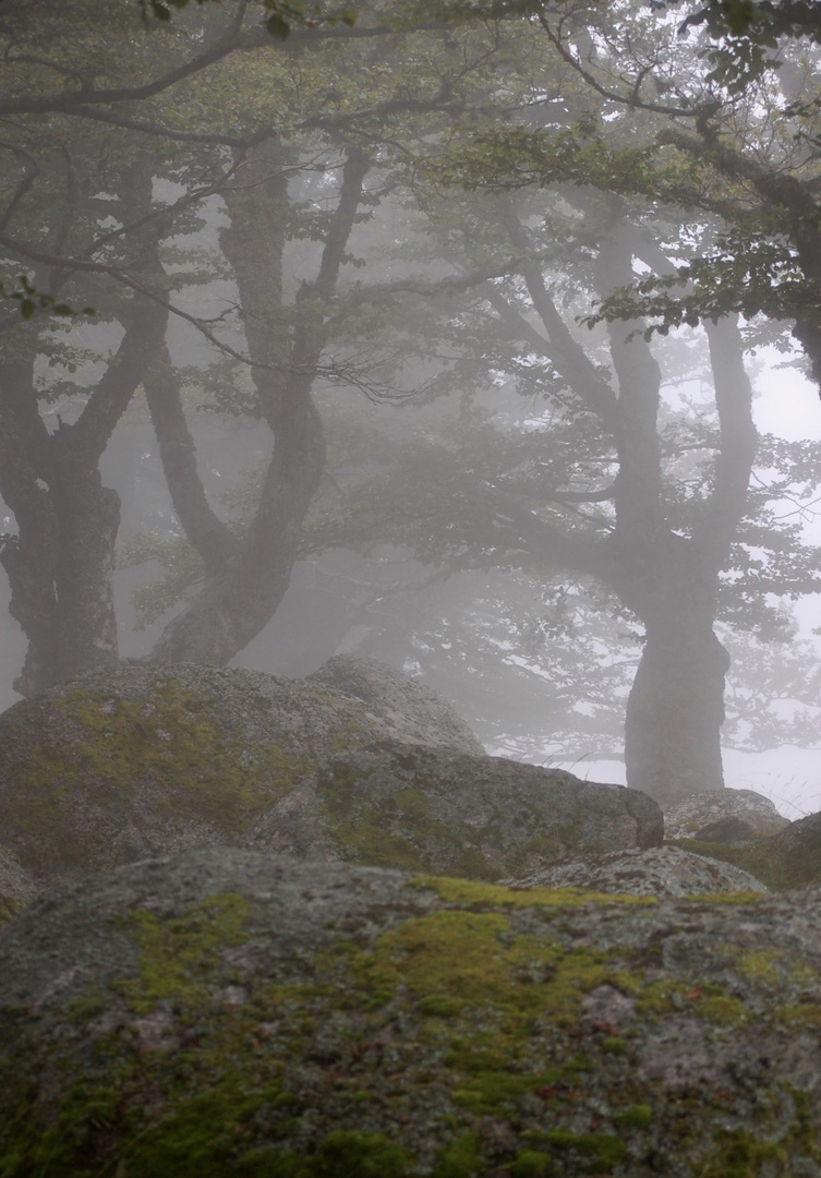 boulders, trees, lichen and fog