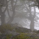 boulders, trees, lichen and fog